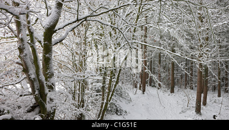 Coperte di neve scena di bosco, Vescovo Morchard, Devon, Inghilterra. Inverno (dicembre 2010). Foto Stock