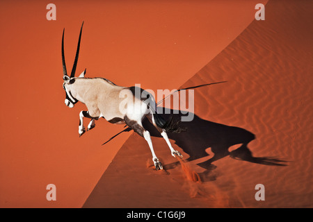 Gemsbok (Oryx gazella) In tipico habitat Deserto Deserto Namibiano dune di sabbia Foto Stock