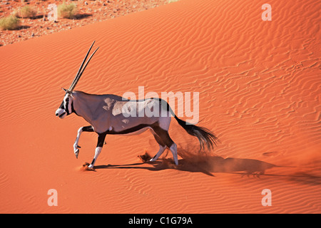 Gemsbok (Oryx gazella) nel deserto tipico habitat. Dist. sud-ovest e nord Africa Orientale. NamibRand Riserva Naturale, Namibia Foto Stock