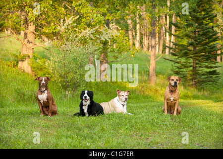Quattro cani di razza mista in posa sull'erba. Foto Stock