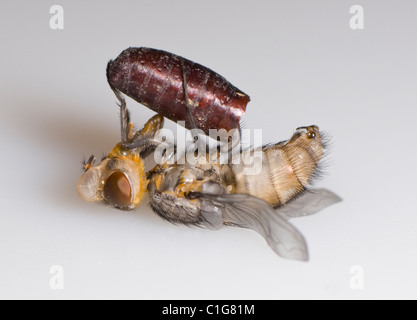 Bluebottle Fly (Calliphora sp.) emergenti dalla sua pupe Foto Stock