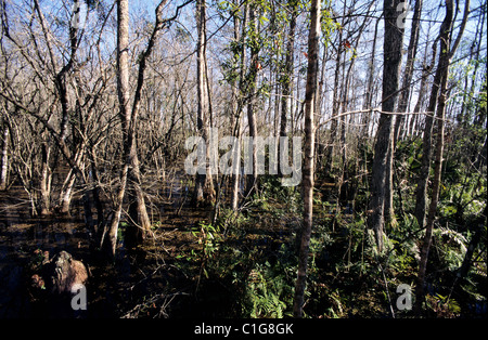 Stati Uniti, Florida Everglades Foto Stock