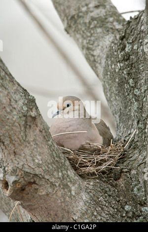 Lutto colomba sul nido Foto Stock