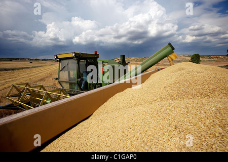 Mietitrebbia su campo di grano il download di grano su una matassa Foto Stock