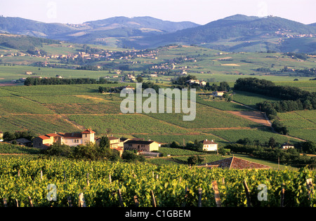 Francia, Rhone, regione di Beaujolais, i vigneti lungo la route des Cretes (d70) Foto Stock