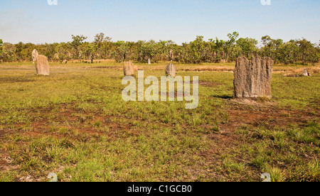 Termite mounds nel territorio del nord, l'australia Foto Stock