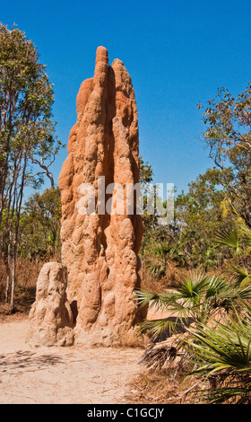 Termite mounds nel territorio del nord, l'australia Foto Stock