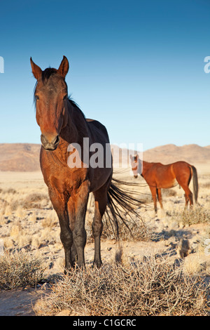 Deserto del Namib Feral Horses Foto Stock