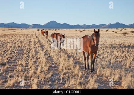 Deserto del Namib Feral Horses Foto Stock