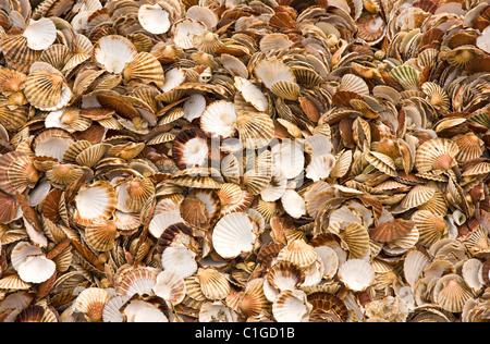 Coperture del mollusco Foto Stock