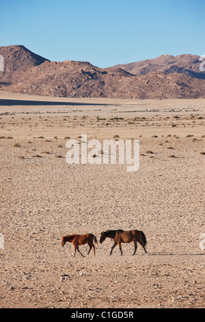 Deserto del Namib Feral Horses Foto Stock