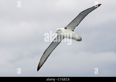 New Zealand albatross bianco-capped o shy (Thalassarche cauta steadi) Kaikoura, Nuova Zelanda Foto Stock