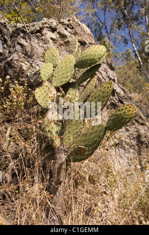 Giovani ficodindia cactus (Opuntia sp) Foto Stock