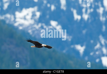 Un aquila calva svetta maestosamente sopra il fiume Squamish, Squamish, BC, Canada. Foto Stock