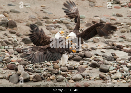 Aquile calve cercando per il salmone nel fiume Squamish, Squamish, BC, Canada Foto Stock