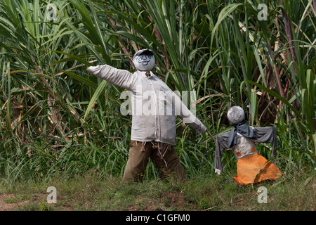 Spaventare crow campi di riso in India la canna da zucchero agricoltura Agricoltura Foto Stock
