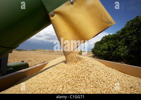 Mietitrebbia su campo di grano il download di grano su una matassa Foto Stock