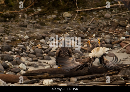 Aquila calva (Haliaetus leucocephalus) in Squamish, BC, Canada Foto Stock