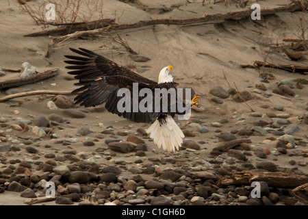 Aquila calva (Haliaetus leucocephalus) in Squamish, BC, Canada Foto Stock