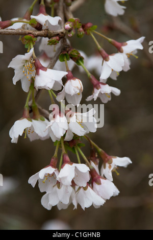 Prunus incisa "Kojo-no-mai' Rosacee Foto Stock