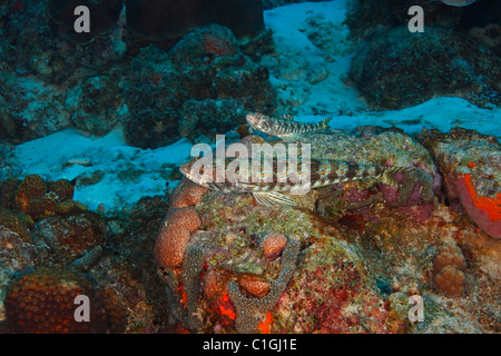 Sabbia Diver (Synodus intermedius), una coppia in appoggio su di una scogliera di corallo di Bonaire, Antille olandesi. Foto Stock