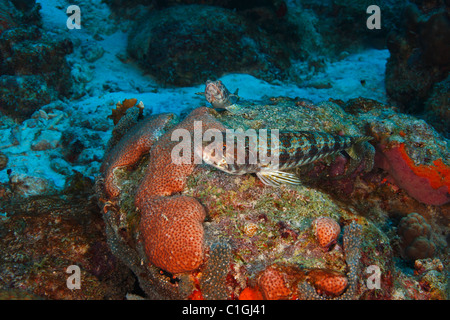 Sabbia Diver (Synodus intermedius), una coppia in appoggio su di una scogliera di corallo di Bonaire, Antille olandesi. Foto Stock