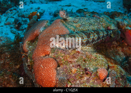 Sabbia Diver (Synodus intermedius), una coppia in appoggio su di una scogliera di corallo di Bonaire, Antille olandesi. Foto Stock