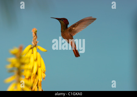 Ruby-topaz Hummingbird (Chrysolampis mosquitus) maschio alimentazione su un comune aloe (Aloe barbadensis) Foto Stock