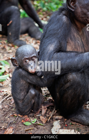 Adulto e bambino scimpanzé Bonobo presso il Santuario Lola Ya Bonobo, Repubblica Democratica del Congo