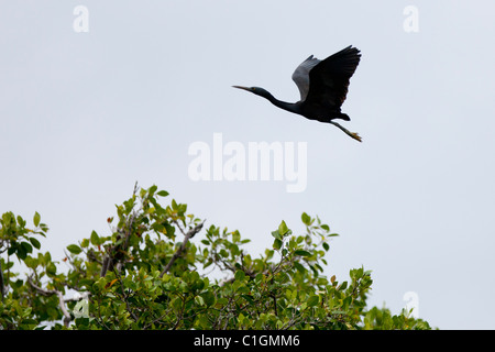 Pacific Reef-Heron (Egretta sacra sacra), in volo. Foto Stock