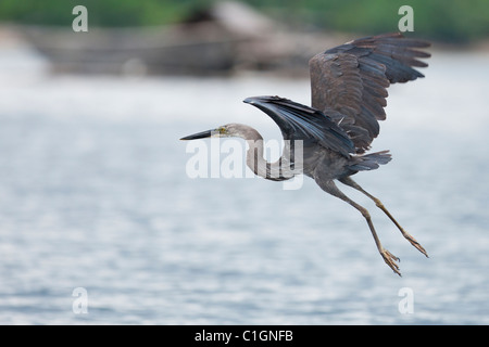 Grandi fatturati airone rosso (Ardea sumatrana sumatrana) volare da una piattaforma di pesca. Foto Stock