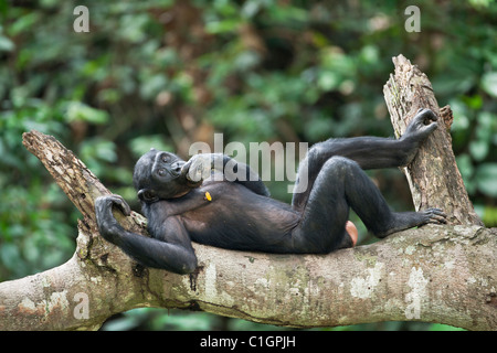 Bonobo scimpanzé al Santuario Lola Ya Bonobo, Repubblica Democratica del Congo Foto Stock