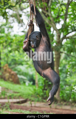 Bonobo scimpanzé al Santuario Lola Ya Bonobo, Repubblica Democratica del Congo Foto Stock