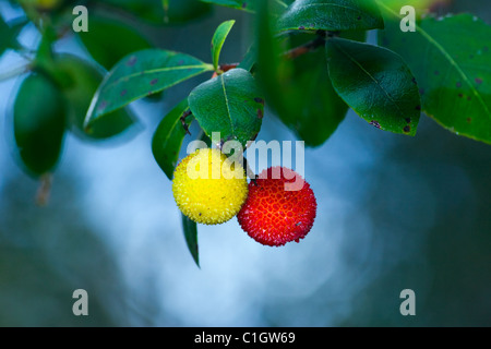 Colorato arbutus bacche. Arbutus unedo Foto Stock