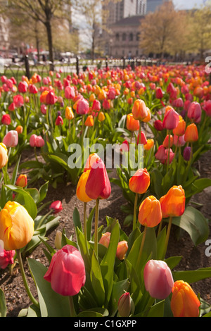 I tulipani in un giardino, Copley Square, Boston, contea di Suffolk, Massachusetts, STATI UNITI D'AMERICA Foto Stock