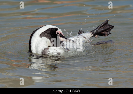 Pinguino africano (Spheniscus demersus) in acque poco profonde, Boulders Beach, Sud Africa Foto Stock