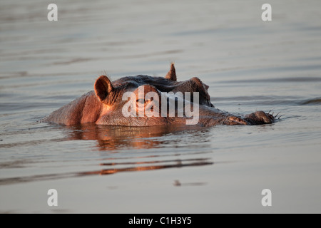 Ippopotamo (Hippopotamus amphibius) immerso in acqua, Sud Africa Foto Stock