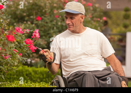 Uomo con lesioni al midollo spinale in una sedia a rotelle a fresare in rose garden Foto Stock