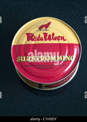 A Tin of Surstromming - prelibatezza svedese - un esempio di cibo strano o strano mangiato da persone di tutto il mondo Foto Stock