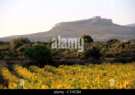 Francia, Pirenei orientali, catalano corbieres regione, Opoul Perillos castle e vigneti Foto Stock