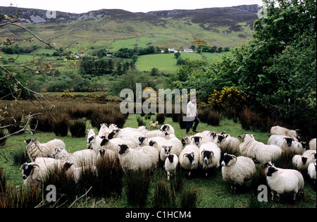 Repubblica di Irlanda Donegal, Penisola di Inishowen, allevamento di ovini Foto Stock