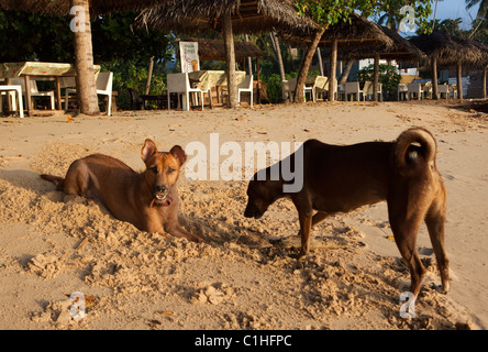 I cani randagi sono visibili sul Unawatuna Beach sulla costa sud dello Sri Lanka Foto Stock