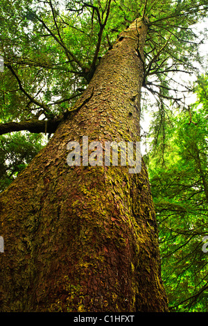 Tall western hemlock tronco di albero nella foresta pluviale temperata. Pacific Rim National Park, della Columbia britannica in Canada Foto Stock