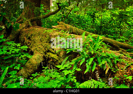 Lussureggiante fogliame su albero caduto nella foresta pluviale temperata. Pacific Rim National Park, della Columbia britannica in Canada Foto Stock