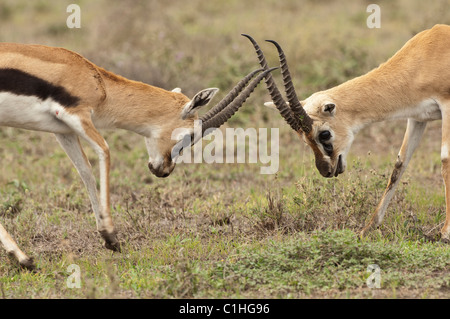 Foto di stock di due maschio thomson gazzelle il combattimento. Foto Stock