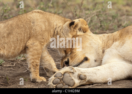Foto di stock di un Lion cub il saluto di sua mamma. Foto Stock