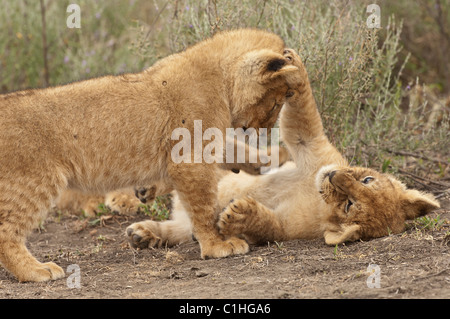 Foto di stock di lion cubs a giocare. Foto Stock