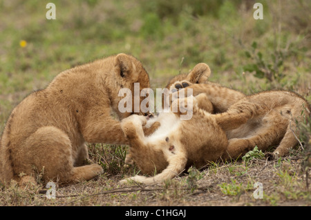 Foto di stock di lion cubs a giocare. Foto Stock