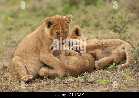 Foto di stock di lion cubs a giocare. Foto Stock