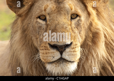Stock photo closeup ritratto di un grande maschio lion. Foto Stock